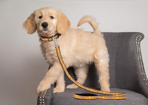 Pets First NCAA Pet Leine strapazierfähige Nylon Hundeleine erhältlich in 3 Größen - Bild 119 von 153