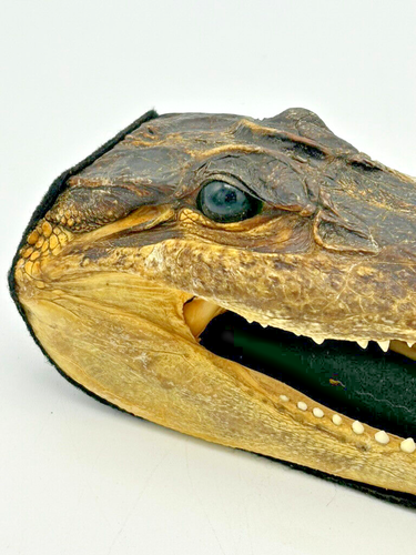 Taxidermia testa di alligatore giovane 6" fondo in feltro lungo vintage realistico - Foto 2 di 9
