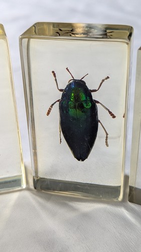 National Geographic echte Käfer in Harz x 6 Insekten #29 - Bild 4 von 10