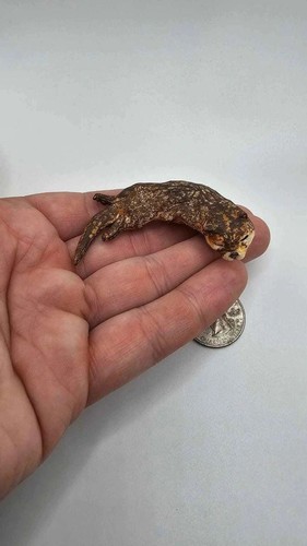 Otter Model (Gachapon Toy) - Bild 3 von 3