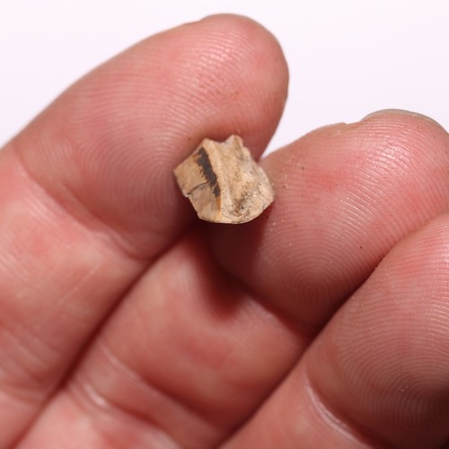 Tyrannosaurus Rex Zahnscherbe Kreidezeit Hell Creek Formation - Fossil - Bild 8 von 10
