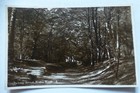 Carte postale photo réelle Z614 Chemin à travers les bois de SLINDON ZBOIS années 30