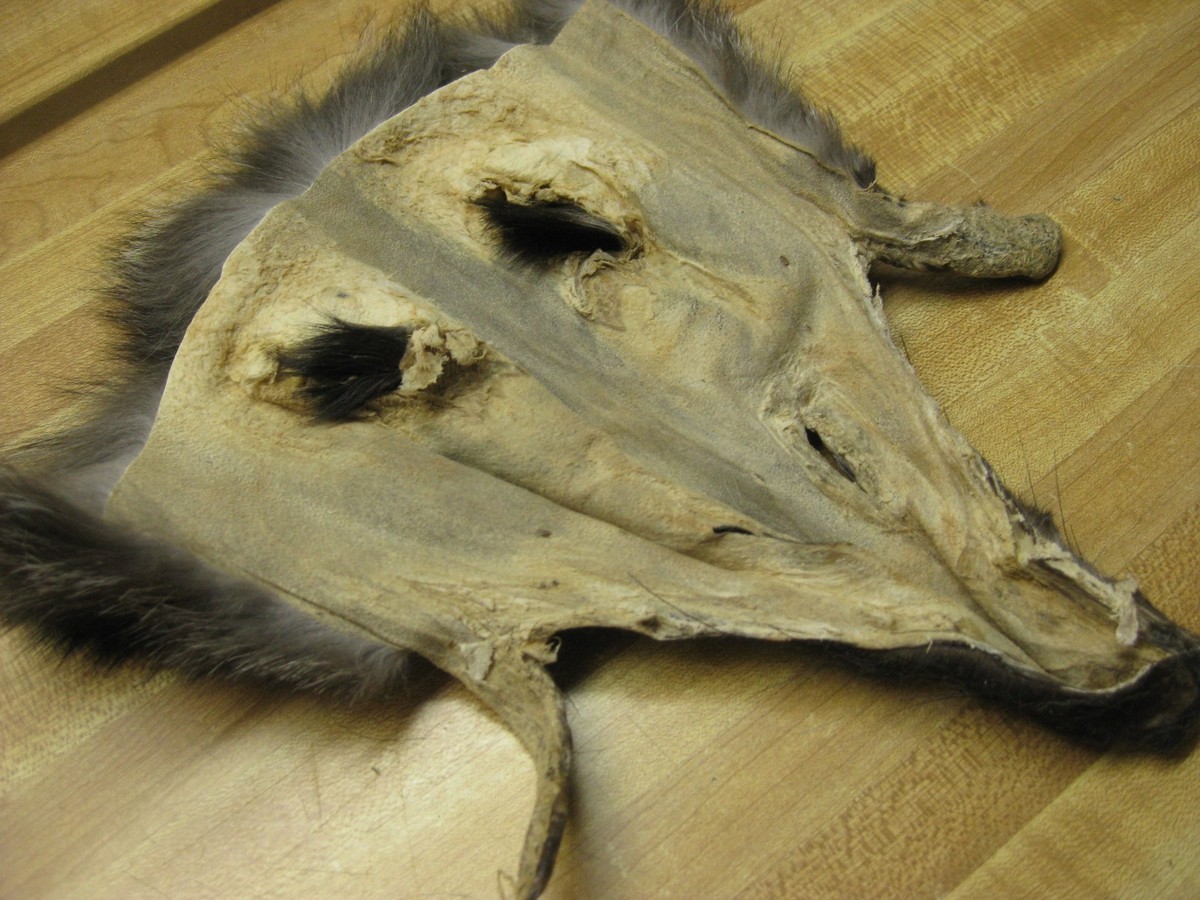 This handsome blue frost fox didn't photograph well in the