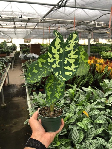 Alocasia 'Hilo Beauty' - Bild 4 von 5