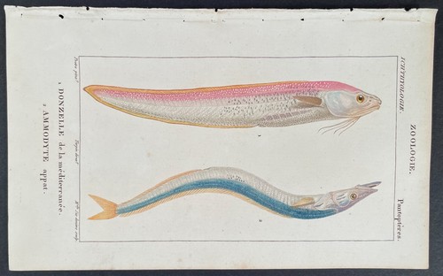 Turpin 1816 Antique hand-colored print: Wrasse & Sandeel , sea life, fish - Picture 2 of 2