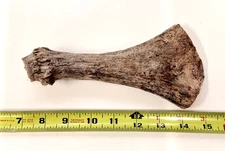 natural real moose antler