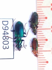 D94803-insects Carabidae from Vietnam North