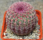 Echinocereus rigidissimus v. rubispinus 100 seeds harvest 2023