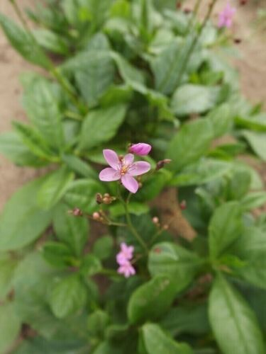 EXOTIC SPINACH PACKAGE - SPINACH SORTIMENT - 3 variety - 60+ seeds - Samen V 115 - Picture 2 of 4