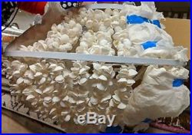 Pottery Barn Marina Capiz Shell Drum Pendant Chandelier For - Capiz Drum Pendant Pottery Barn Pottery Barn Marina Capiz Shell Drum Pendant Chandelier For - Capiz Drum Pendant Pottery Barn