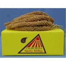 Golden Farm Products Spray Millet 25Lb Bird Food