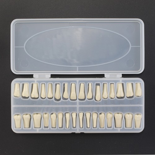 Columbia 860 Style Dental Typodont Model Dentist Exam Mount Pole 32 Pcs Teeth - Picture 12 of 35
