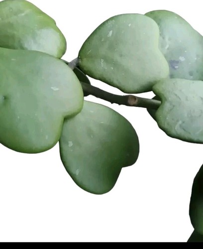 Herzblatt Pflanze Ableger Grünpflanze - Bild 4 von 4