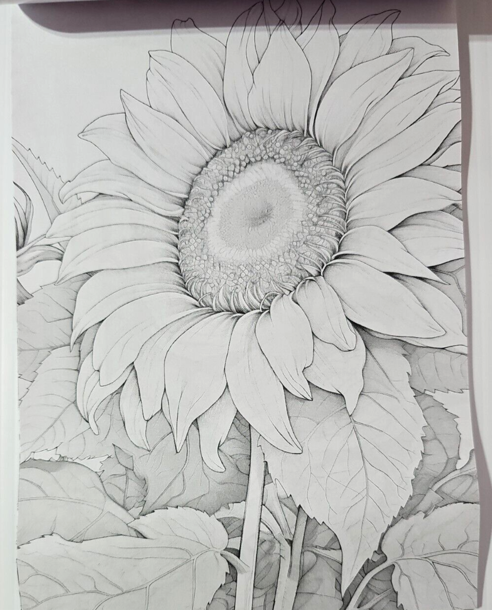 Picture 6 of 6