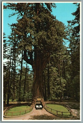 Chandelier Drive Thru Tree Park U S 101 Route1 Leggett California Ca Postcard A Leggett California Ca Postcard, Chandelier Tree Leggett Cause