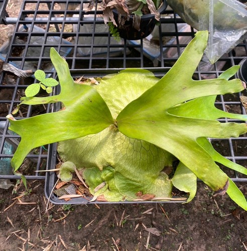 Staghorn Fern Platycerium Horn's Surprise 100-500 spores + phytosanitary - Picture 1 of 4