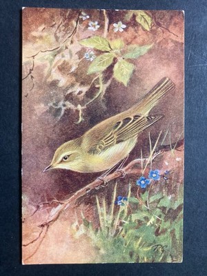 Der Weidensänger Vintage Vogel Postkarte P6