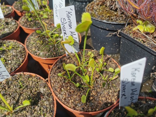 Dionaea muscipula 'Korean Melody Shark', plantas carnívoras, x2 por maceta - Imagen 4 de 4