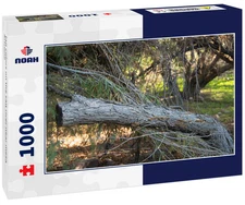 Noah Jigsaw Puzzle fall colors on the salt river near mesa Arizona 1000 pieces