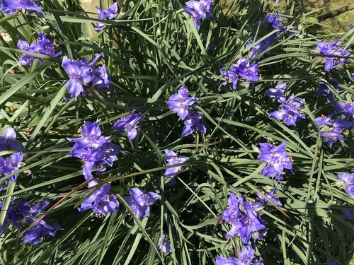 20 Spiderwort Tradescantia Plant Rhizome Bulb Perennial Purple Flower Widow Tear - Picture 1 of 3
