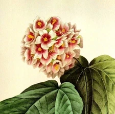 Pierre Joseph Redoute Flowers DOMBEYA AMELIA Botanical Art Print Book Plate 34