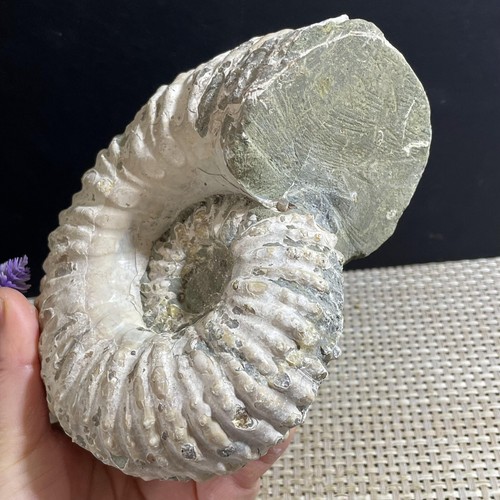 1500g Natural unPolished Goat Horn Snail from Madagascar - Picture 4 of 12