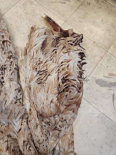 BX33 Rojo Spalding Pavo Real Plumas de Gallina Cola Piel Piel - Imagen 5 de 5