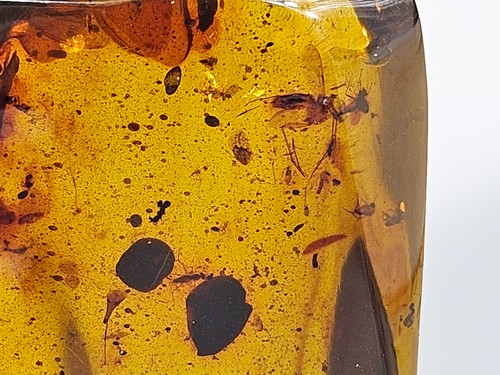 Bernstein Einschlüsse, Bernstein Inklusen, Fauna und Flora im Bernstei. Genuine - Picture 5 of 8