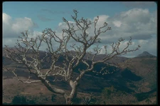 296085 Bare branched Tree A4 Photo Print