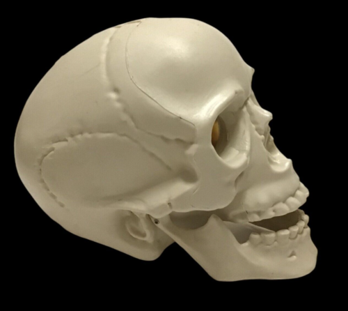 Vintage Light Up Skeleton Blow Mold Skull Head Scary 8"x 7"x 6" Scare Oddity - Picture 8 of 11