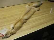 Tanned Western Red Fox Hide  00002319 Row MAIN 2