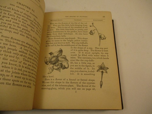 Antique 1889 Children's Book of Nature W Hooker Illustrated Naturalist 3 Volumes - Picture 10 of 19