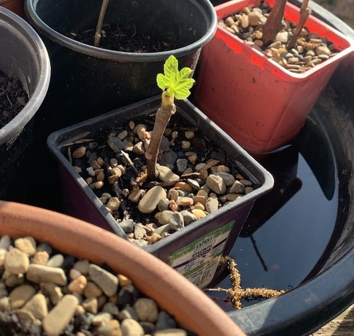 3 Celeste Fig Live Plant Cuttings Cold Hardy Health Plant Ficus Carica Edible - Picture 2 of 8
