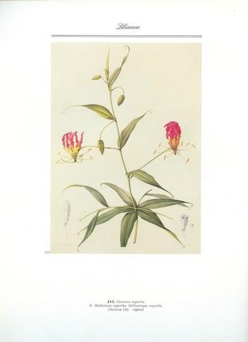 Lirio Gloriosa, flor, impresión botánica Redoute, litografía offset 1986 - Imagen 3 de 4