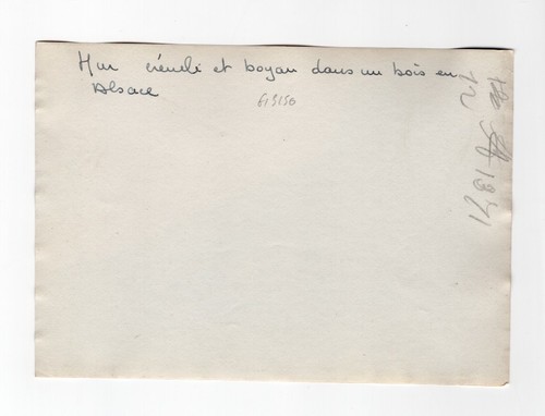 Trench & ruins Alsace WWI WW1 Military old Photo - Picture 3 of 4