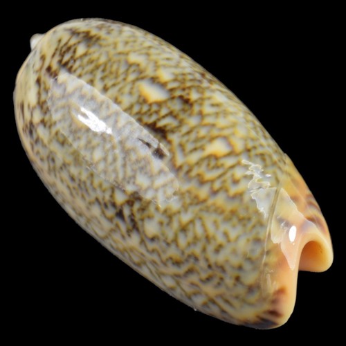 OLIVA RETICULATA (Camotes Isl., Philippines) 30.9mm #33943 - Picture 1 of 4