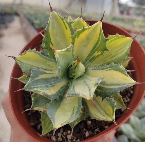 Rare plant Aqave potatorum ‘Mediopicta Aurea’ WYSIWYG Boutique - Picture 5 of 9