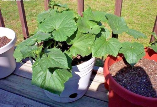 36+SPACEMASTER BUSH CUCUMBER Seeds Patio Container Hanging Basket Spring Garden - Picture 8 of 11