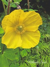 Yellow Welsh Poppy 500+ seeds Meconopsis Cambrica Perennial easy to grow 