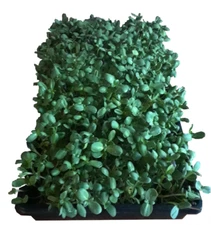 7 lbs of Sunflower Microgreen Seeds Organically Grown - 21 Pre-Measured Pouches