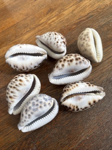 7 VINTAGE SEA SHELL LOT BEACH AQUIRIUM OCEAN RETRO CORAL SHELLS COWRIE 3” - Picture 6 of 13
