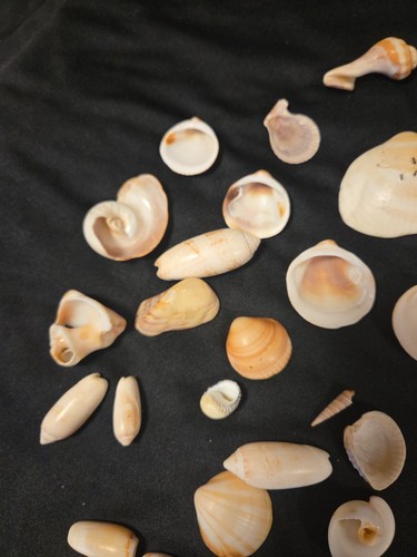 Muscheln verschiedene Arten und Größen 47 Stück Meer Küste Maritim Deko - Bild 3 von 9