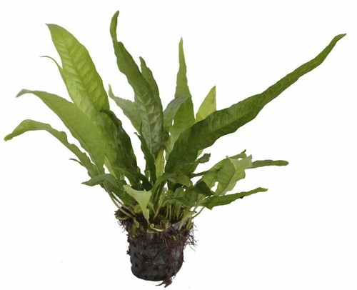 Live Aquarium Plants EU Grown Disease Free Shrimp & Snail Safe Potted Quality - Picture 35 of 38