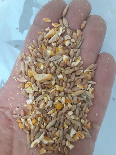 Grano rascador Alimento Pollo Pato Pájaro Vida Silvestre Granja (Elige tu Cantidad) - Imagen 3 de 3