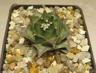 obregonia denegrii  own root