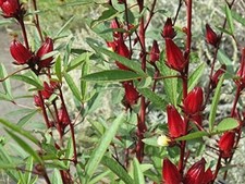 HIBISCUS SABDARIFFA - ROSELLE / RED SOUR LEAF  SORREL 30 SEEDS
