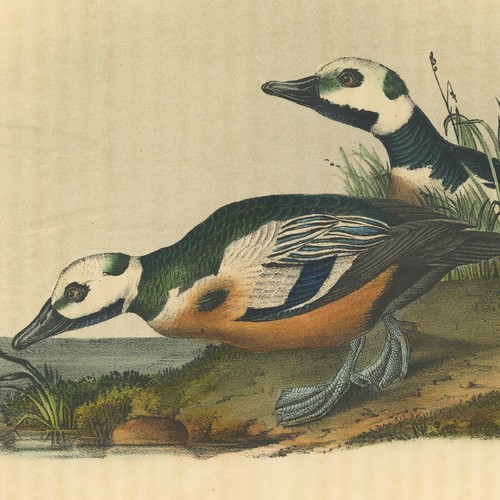 Audubon Birds Octavo 2. Aufl. 1856 h/c Lithographie Pl 407 Western Duck - Bild 2 von 2