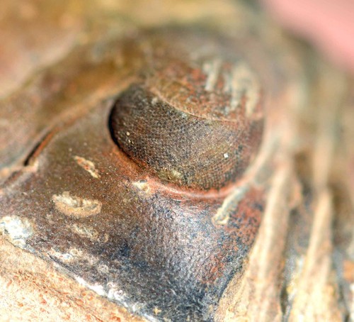 Fósil de trilobite, Paralejurus hamlagdadicus, de Marruecos #2 - Imagen 2 de 5