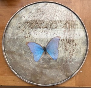 ANTIQUE BLUE MORPHO BUTTERFLY WING STERLING SILVER DRIED FLOWERS GLASS TRAY 13”