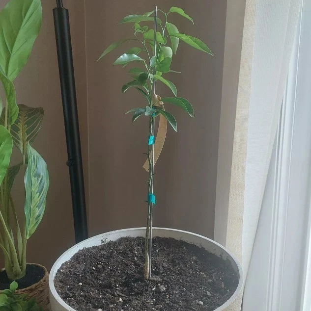 Nules Clementine Árbol Cítrico Planta Viva en Maceta Interior Tropical 1-2 Pies de Alto Foto 2 de 4